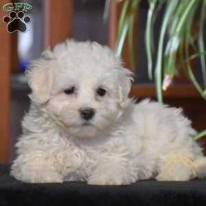 Cody, Bichon Frise Puppy